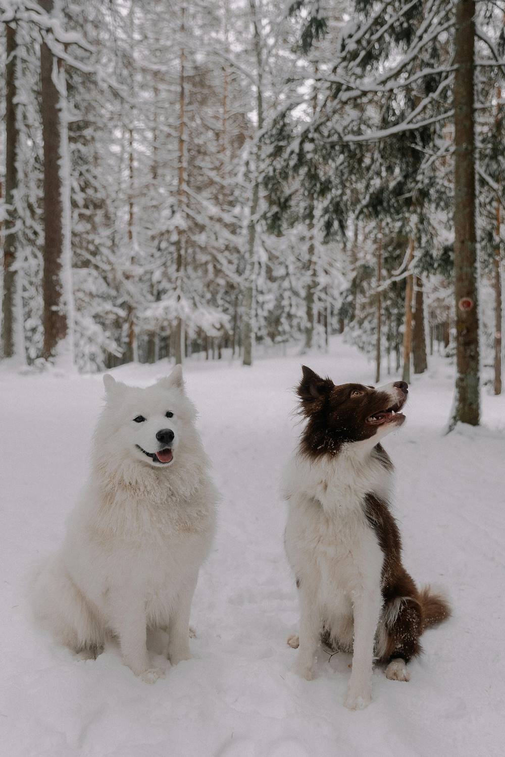 samojed i border collie pozują do zdjęcia w malowniczej zimowej, leśnej scenerii.